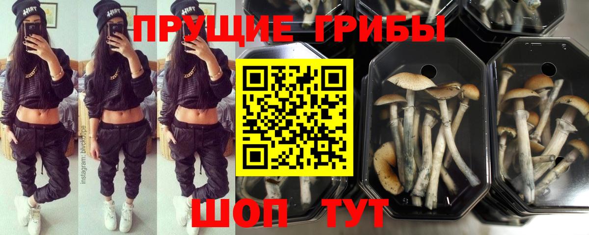 Галлюциногенные грибы прущие грибы  Вход с VPN  Вязьма  Псилоцибиновые грибы прущие грибы 